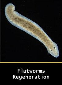 Planarian Flatworms Regeneration